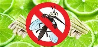 5+ cách đuổi muỗi bằng chanh tiện lợi, giá rẻ tại nhà