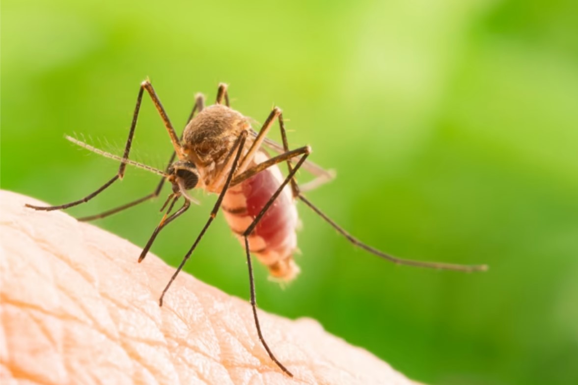 19 cách diệt muỗi trong phòng ngủ hiệu quả bằng mẹo dân gian dễ làm