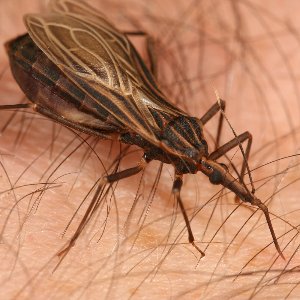 Cách diệt trừ bọ xít ngày mưa và sơ cứu khi bị cắn